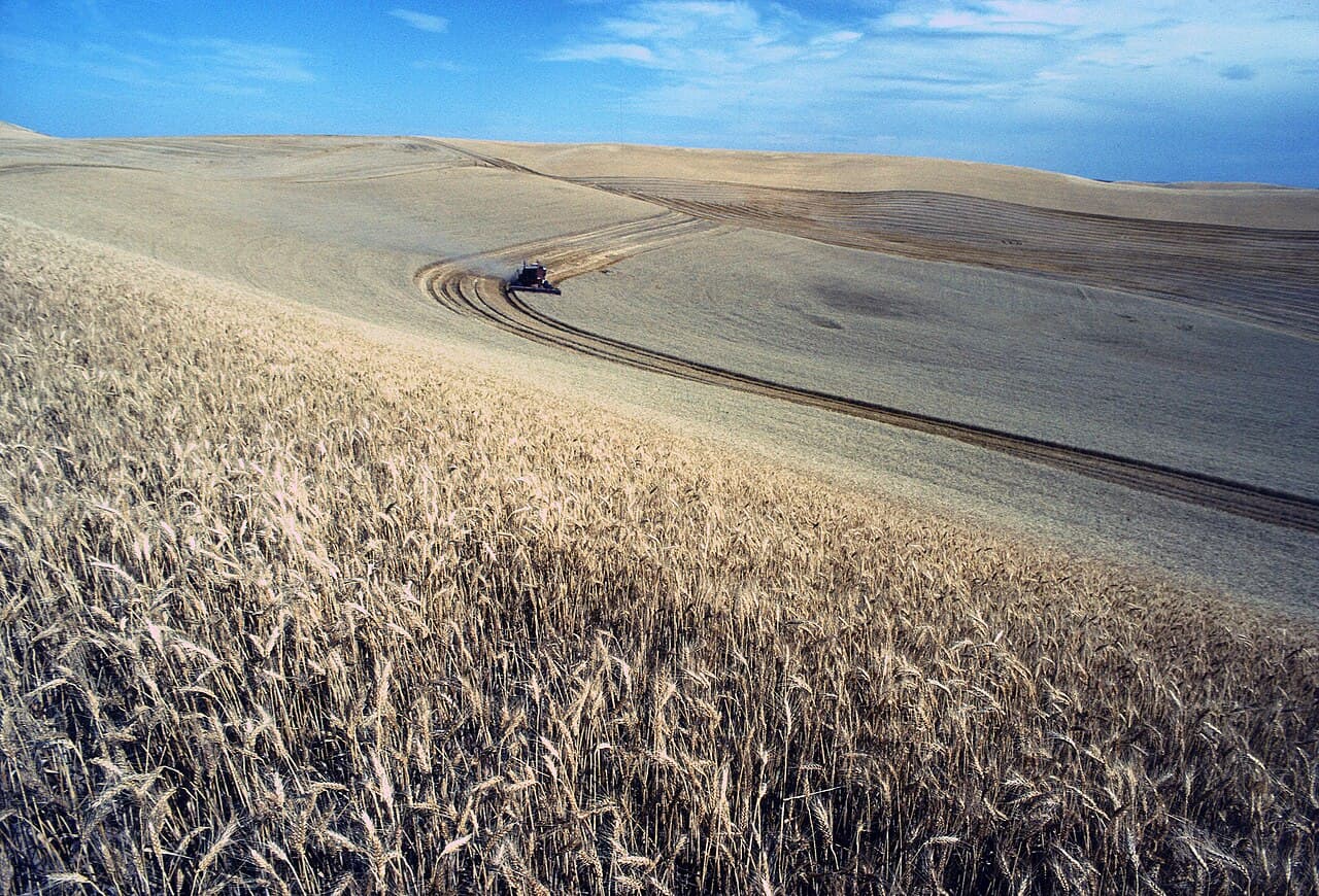 A combine harvests wheat on the rolling hills of the Palouse region of the northwestern United States.